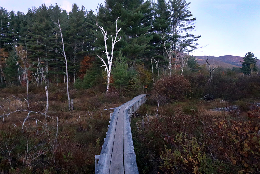 The Rooster Comb trailhead marks the eastern terminus of the Great Range traverse and begins with a boardwalk through conifer swampland.