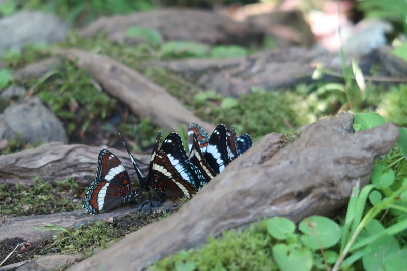 A cluster of butterflies among tree roots and moss, somewhere along the Phelps trail en route to Slant Rock and the Great Range.