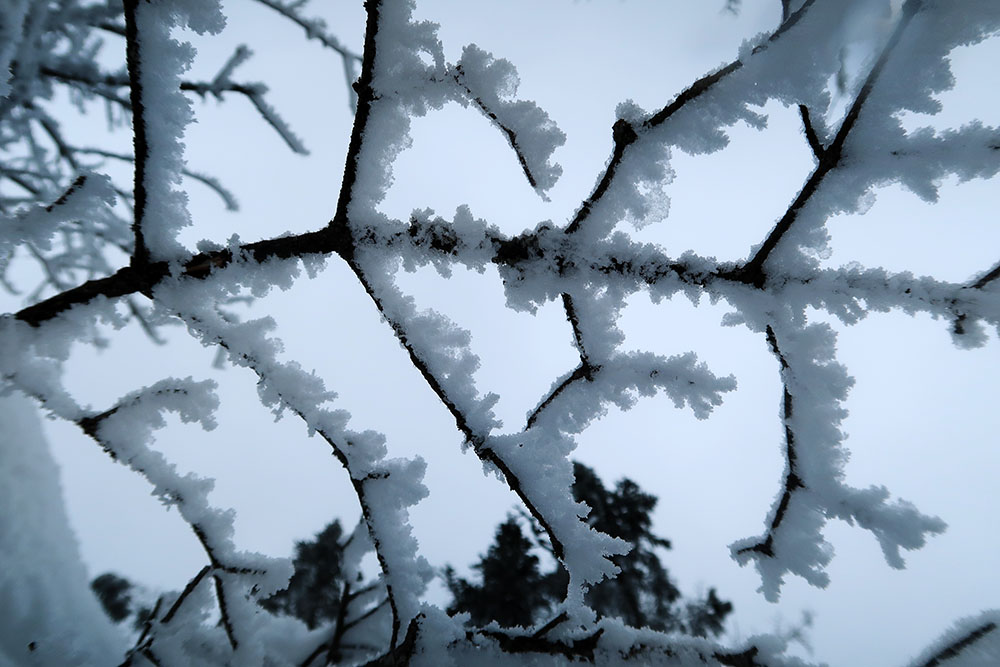 Rime ice on the leeward side of tree branches.