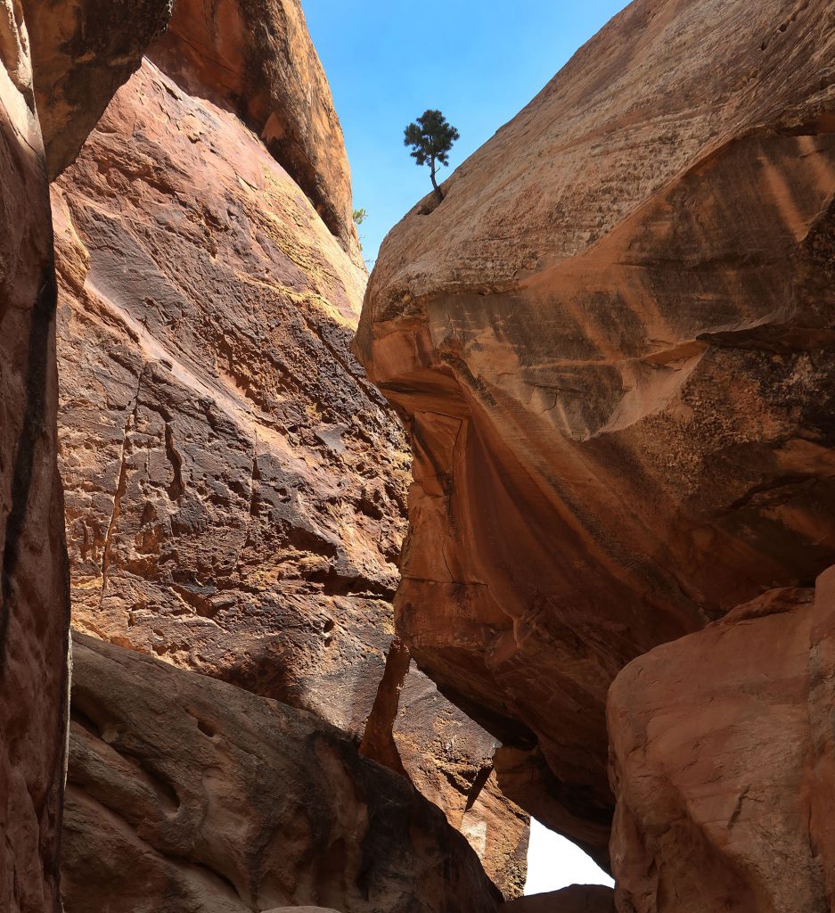 A lone tree sprouts from the massive rock formations within Devil's Kitchen.