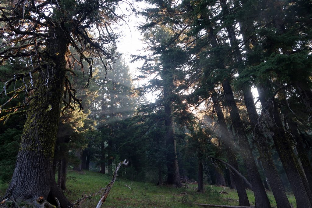 Morning light shone in beams through the pines and thick smokey air along the Sun Notch trail.