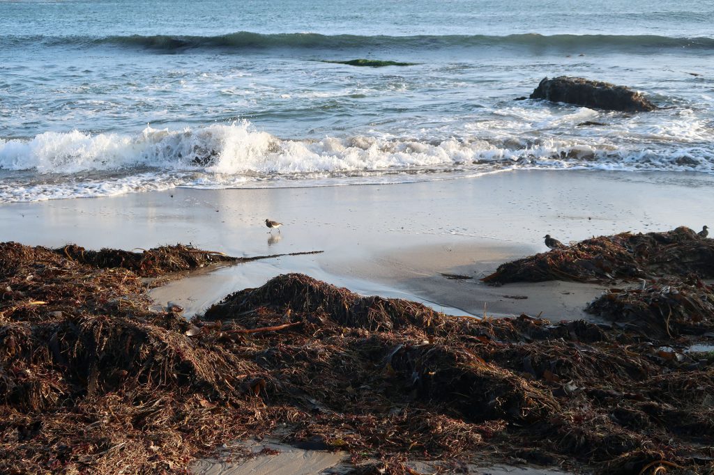 Birds hop around the shoreline at Strawberry Beach in Wilder Ranch SP.
