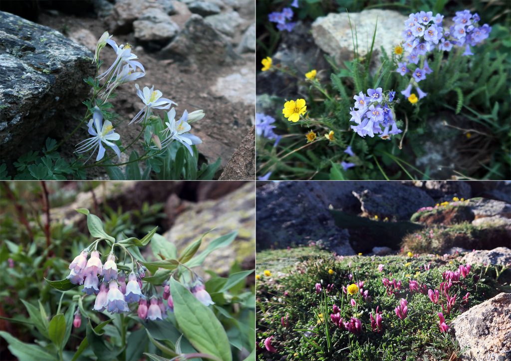 Spring wild flowers lined the trail from treeline to ridgeline.