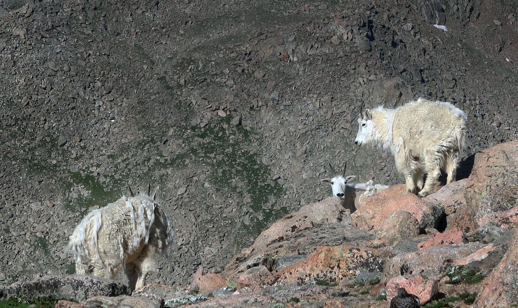 Mount Evans was crawling with goats that day!